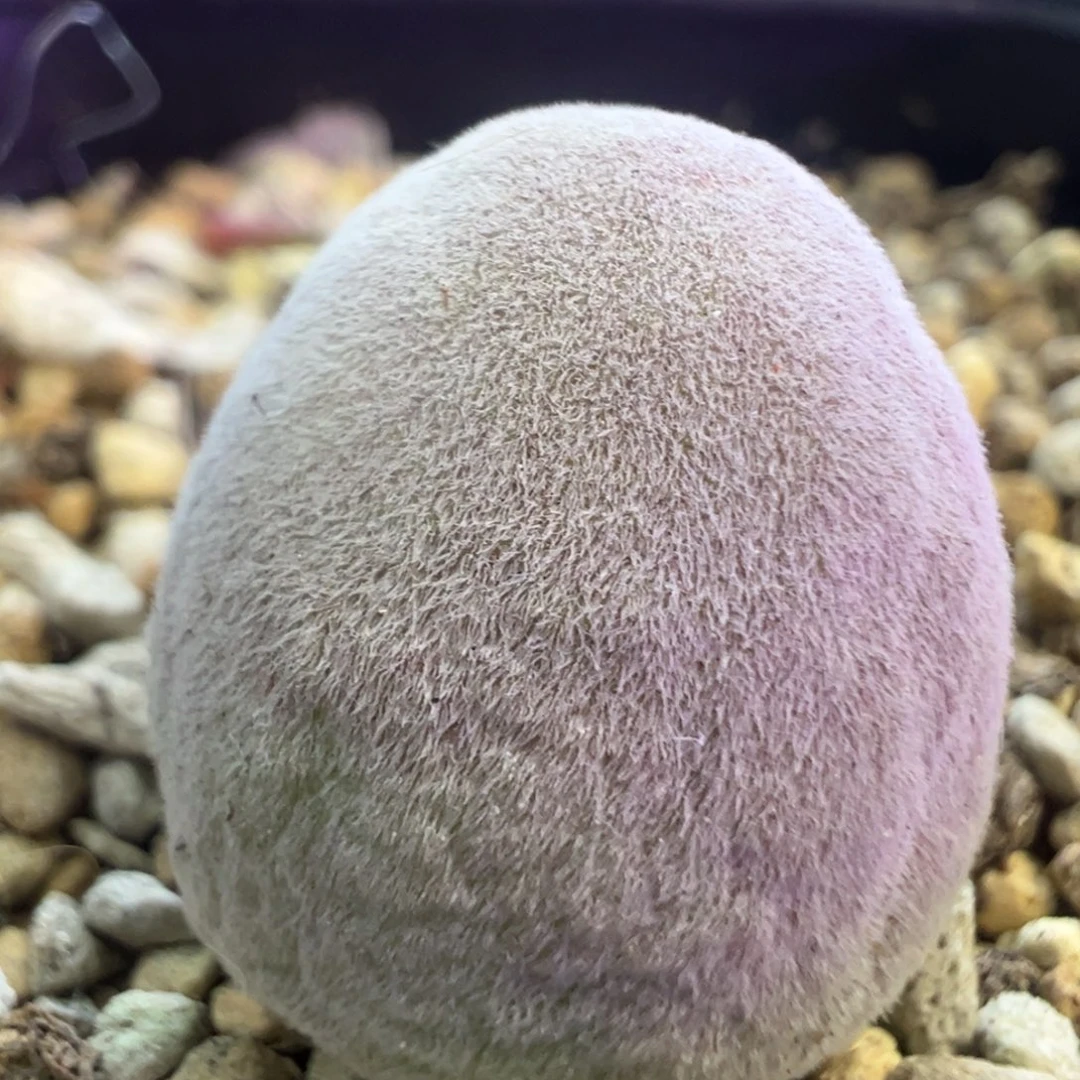 1.75公分宝辉 肉锥植物