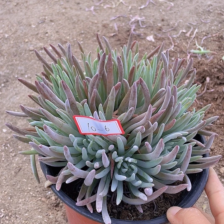 爱杜丽丝仙女被10杠6号