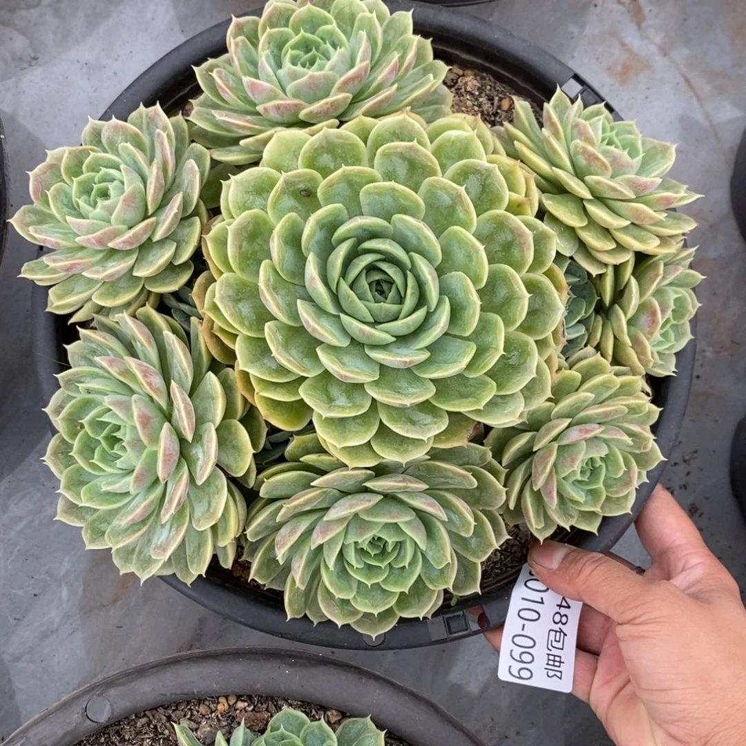 勿秒拍秒退99昂斯诺