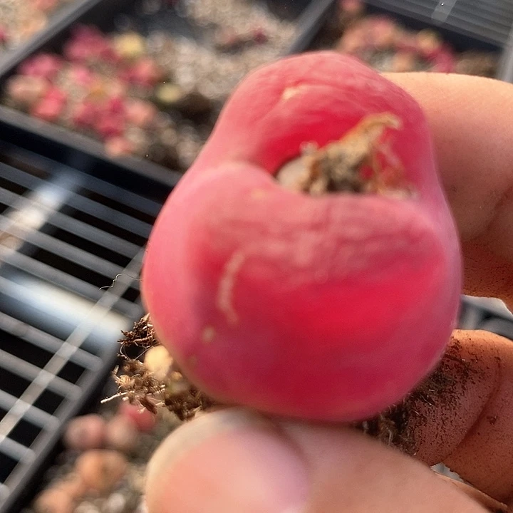 18528巨大一颗有伤