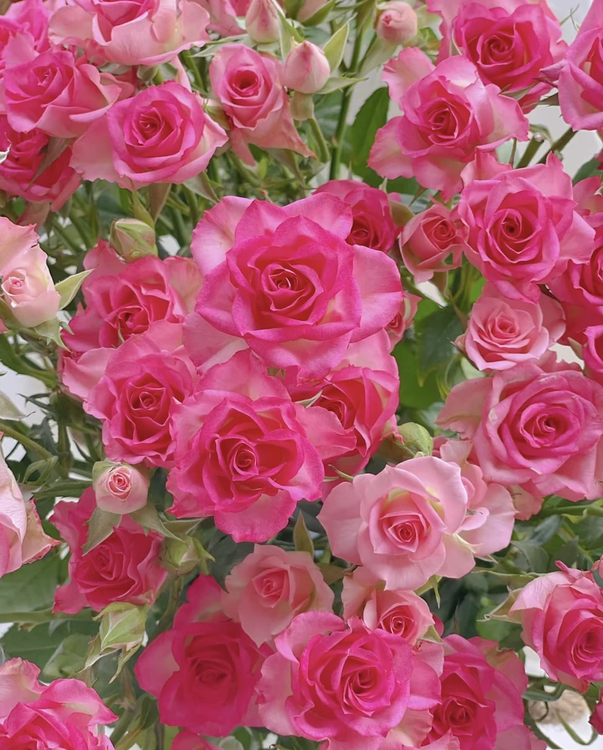 【多头玫瑰】伊瑟拉多头玫瑰 两单发顺丰一单发中通