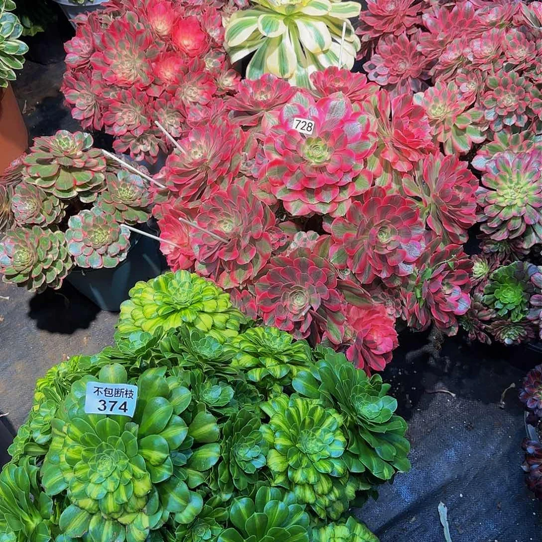 小***.374728两颗物流到付1111