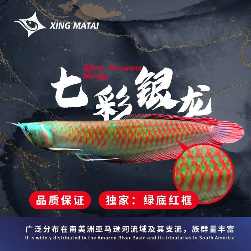 七彩银龙观赏鱼苗发财招财热带风水鱼淡水中大型红龙金龙鱼活鱼
