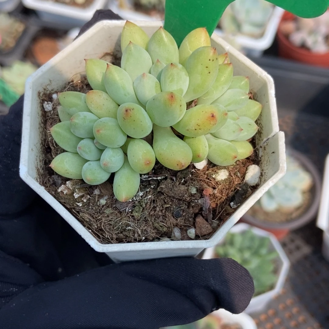 967萤火虫多肉植物保护