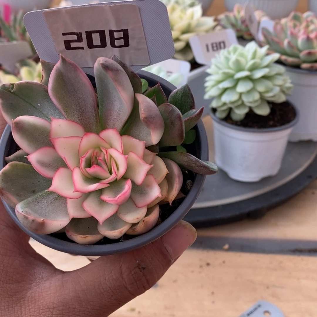 208野马哈哈哈哈哈