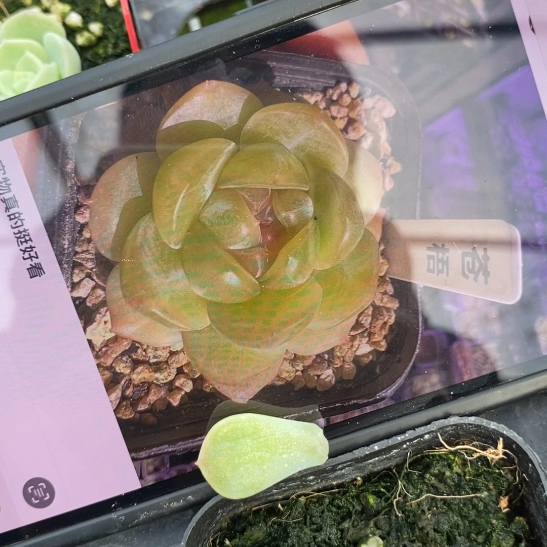 纯叶片苍梧叶片一个