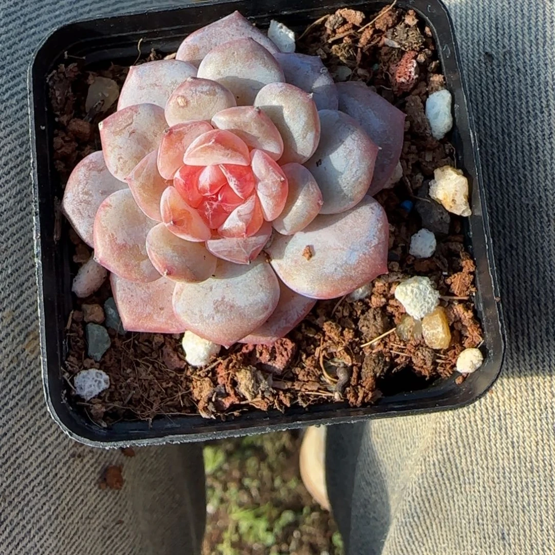 小卡拉米糖心一物一拍