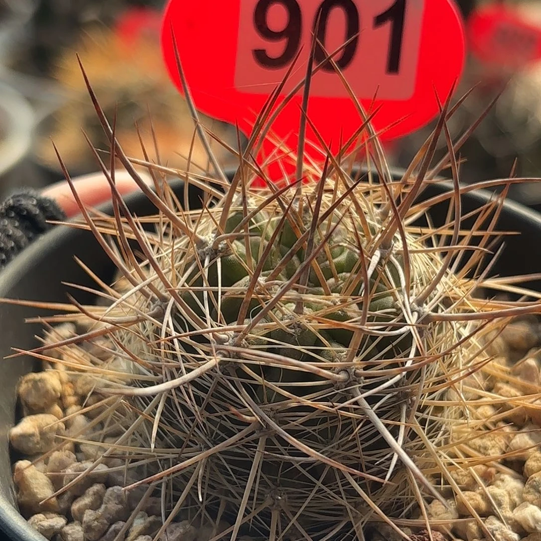 仙人球实生智利球