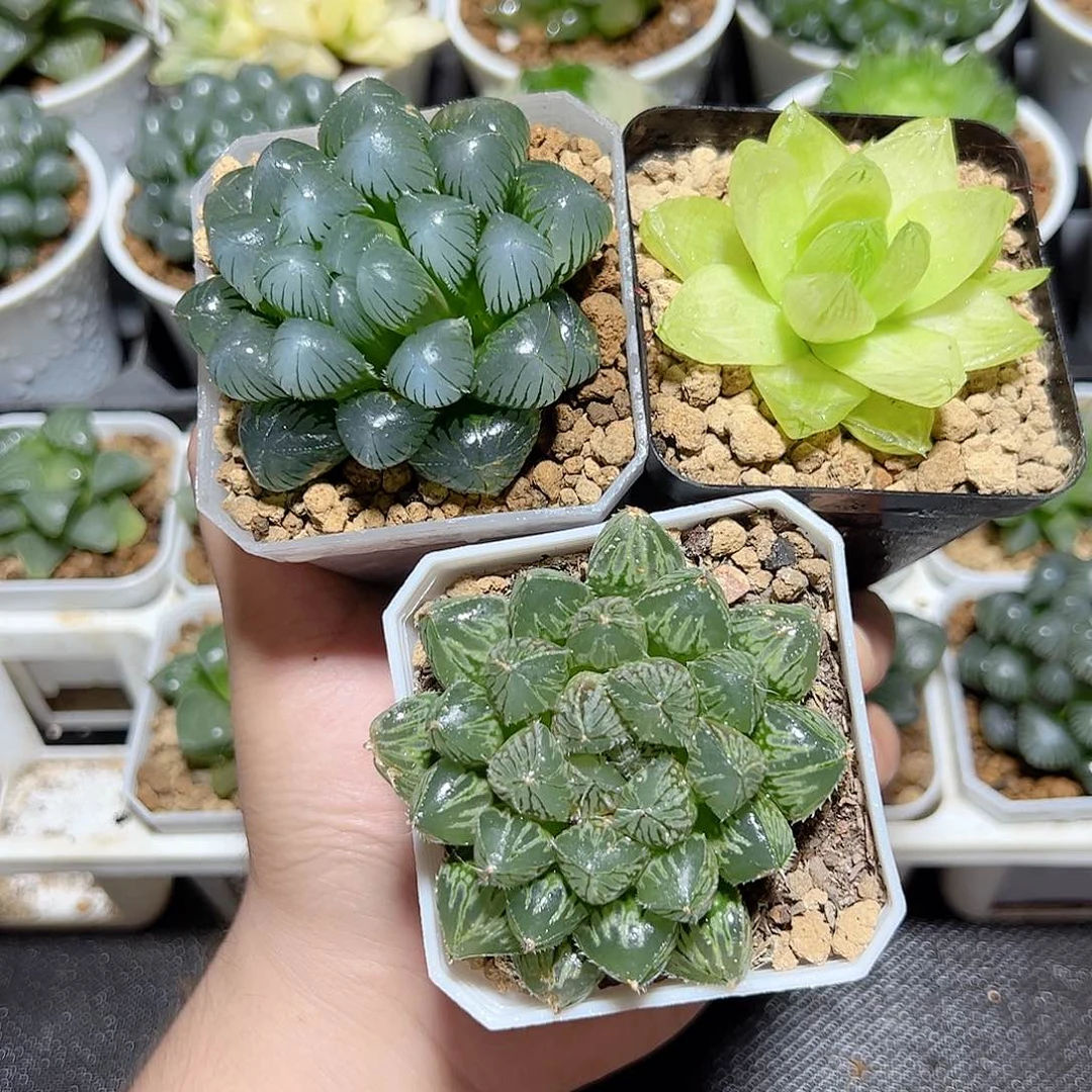 三颗新人福利原盆原土