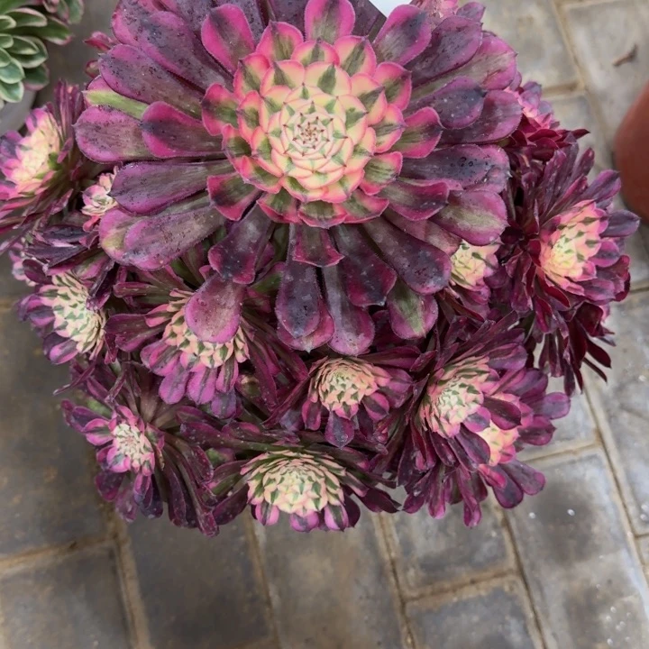 ?**一红铜超白锦福利880肉肉