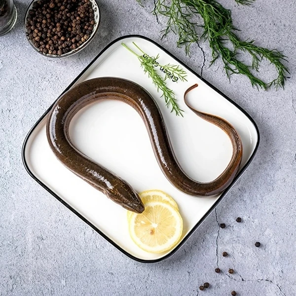 鲜活黄鳝2两起1斤/2斤/3斤