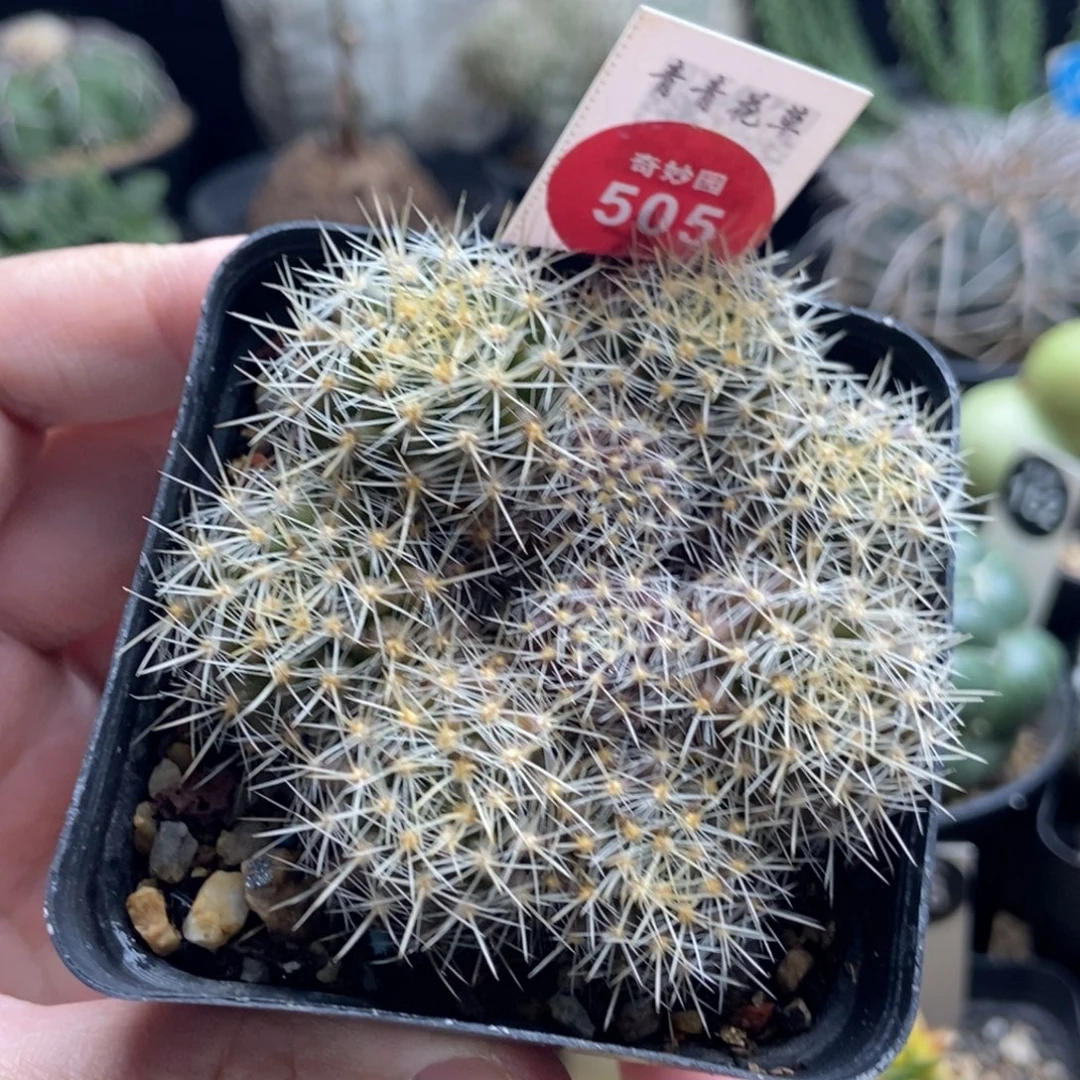 实生九头逆龙丸群一颗仙人球