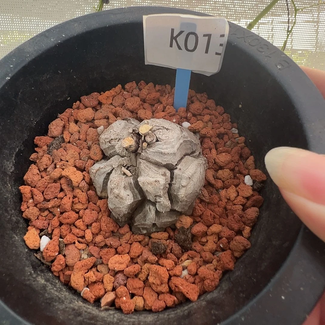 多肉植物专拍 一物一拍 南非龟甲龙013