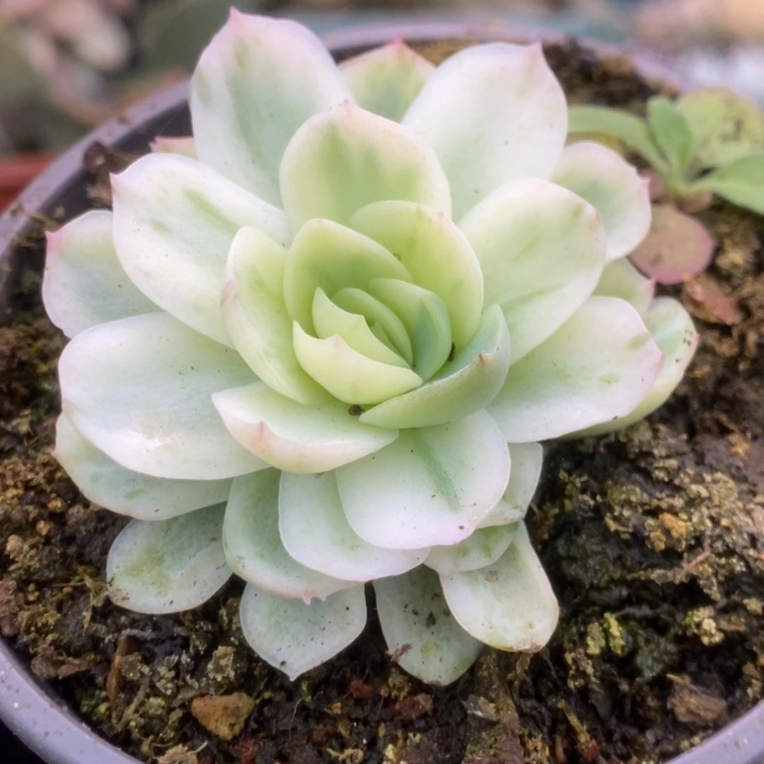 331贝瑞锦锦锦锦锦锦锦