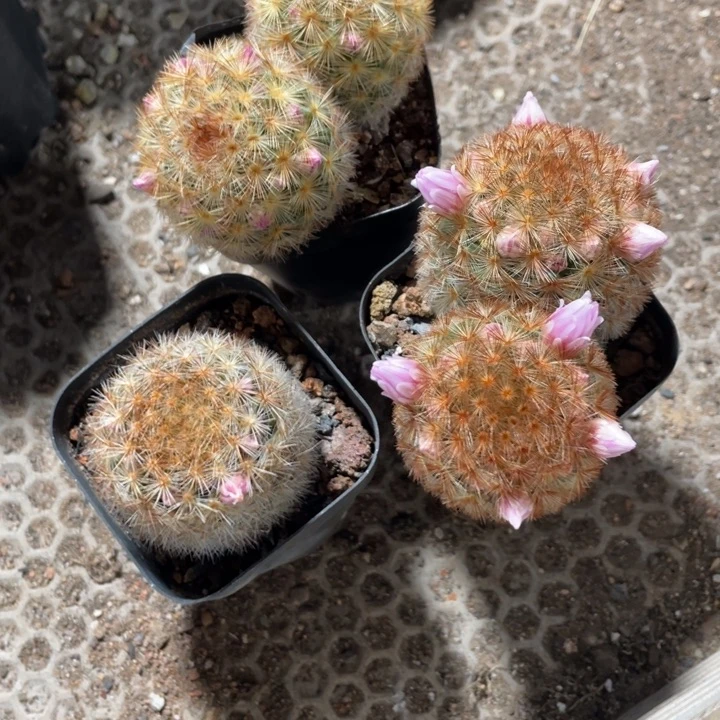 ?****?实生嘉文脱土发1