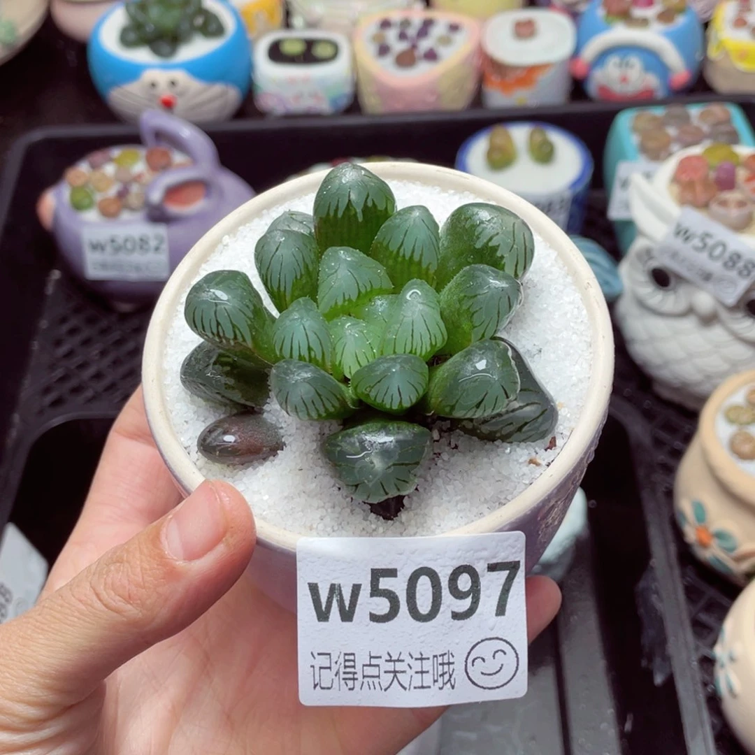 5097--带盆土发货,零下地区拍保温箱