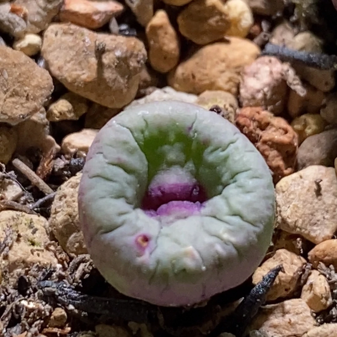 好看好看好看贝特芬一颗