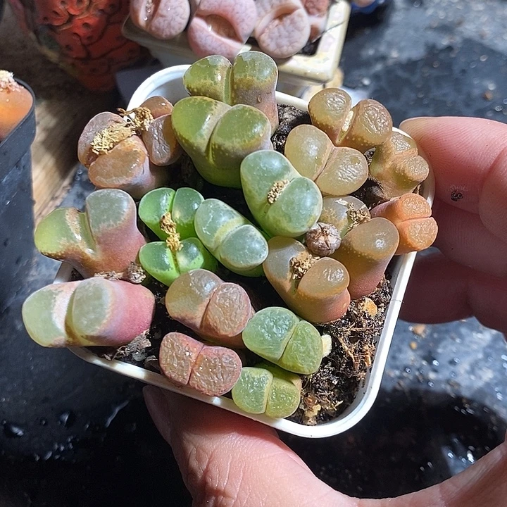 一颗双头母本彩风铃。