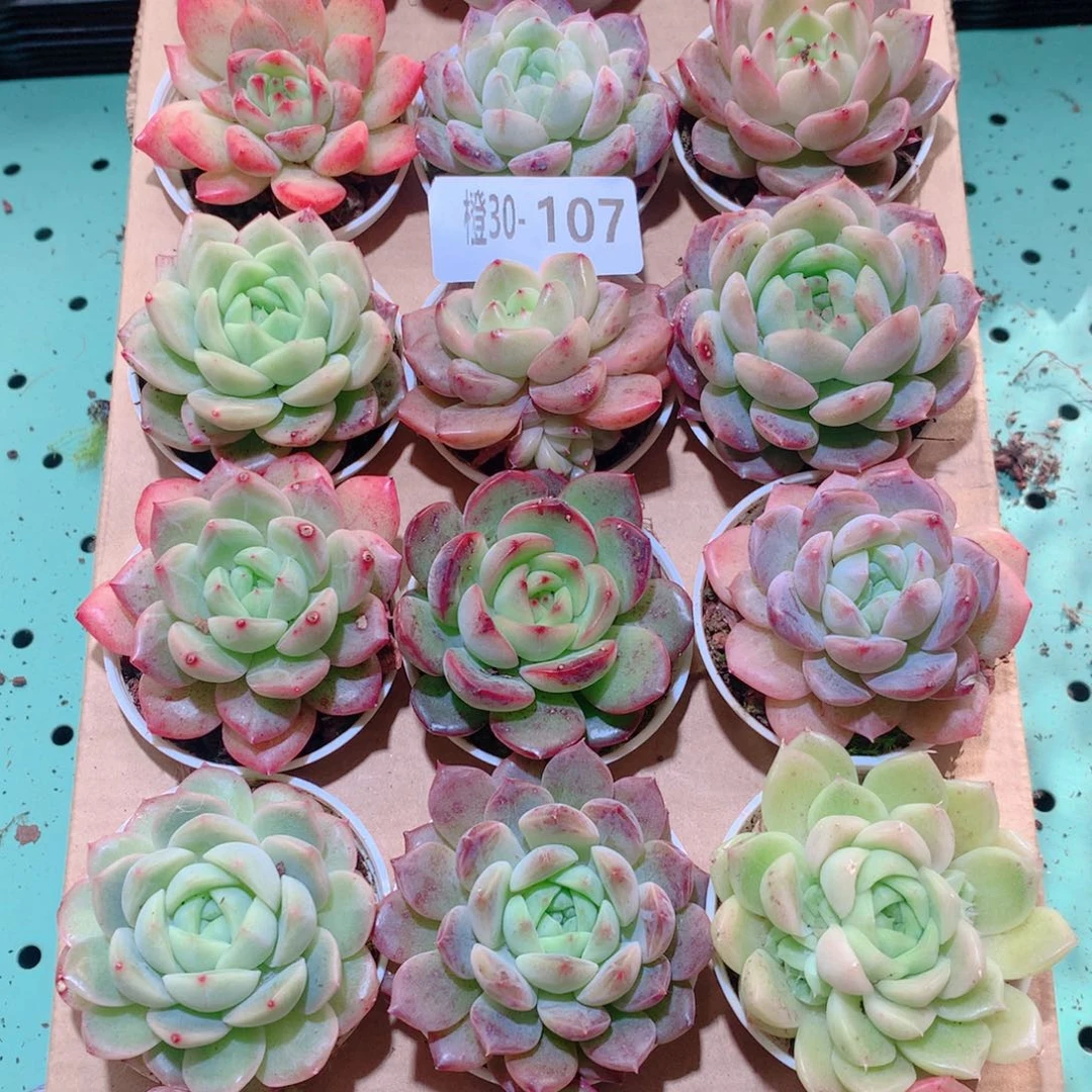 30-107一物一拍多肉带盆18颗