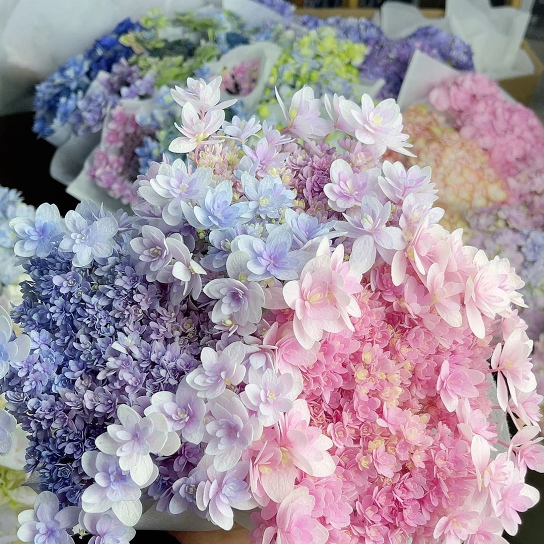 茵***芊全部花苞绣球花1号3枝