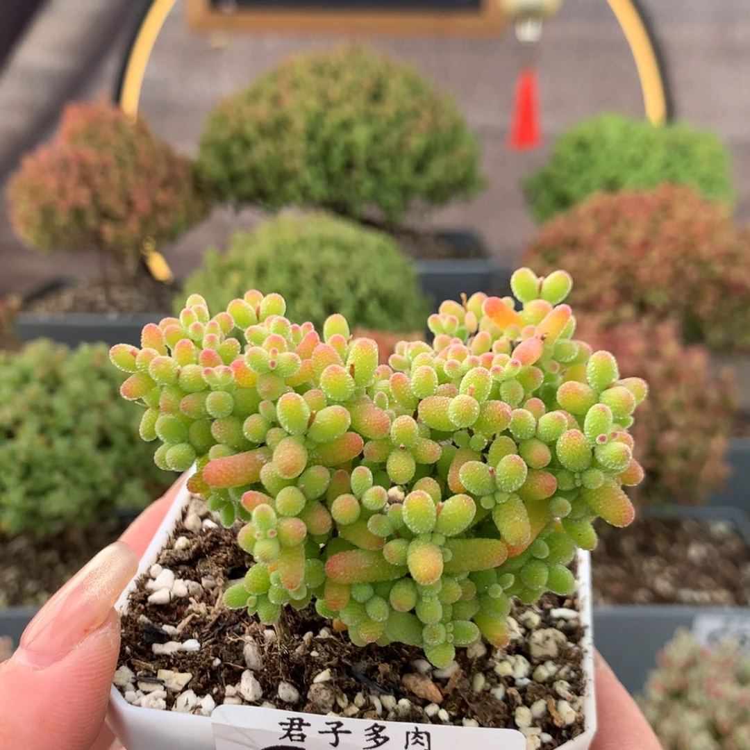 c642金桔枝干番杏