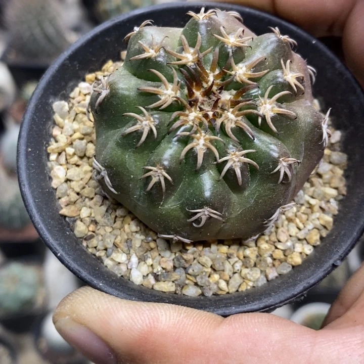 实生猫爪圆盘玉特价福利