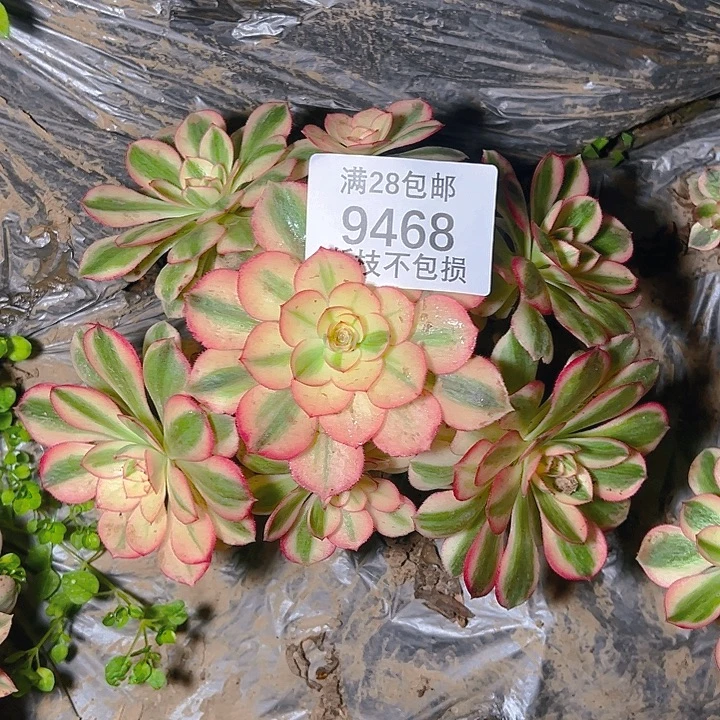 9468倾城多肉植物