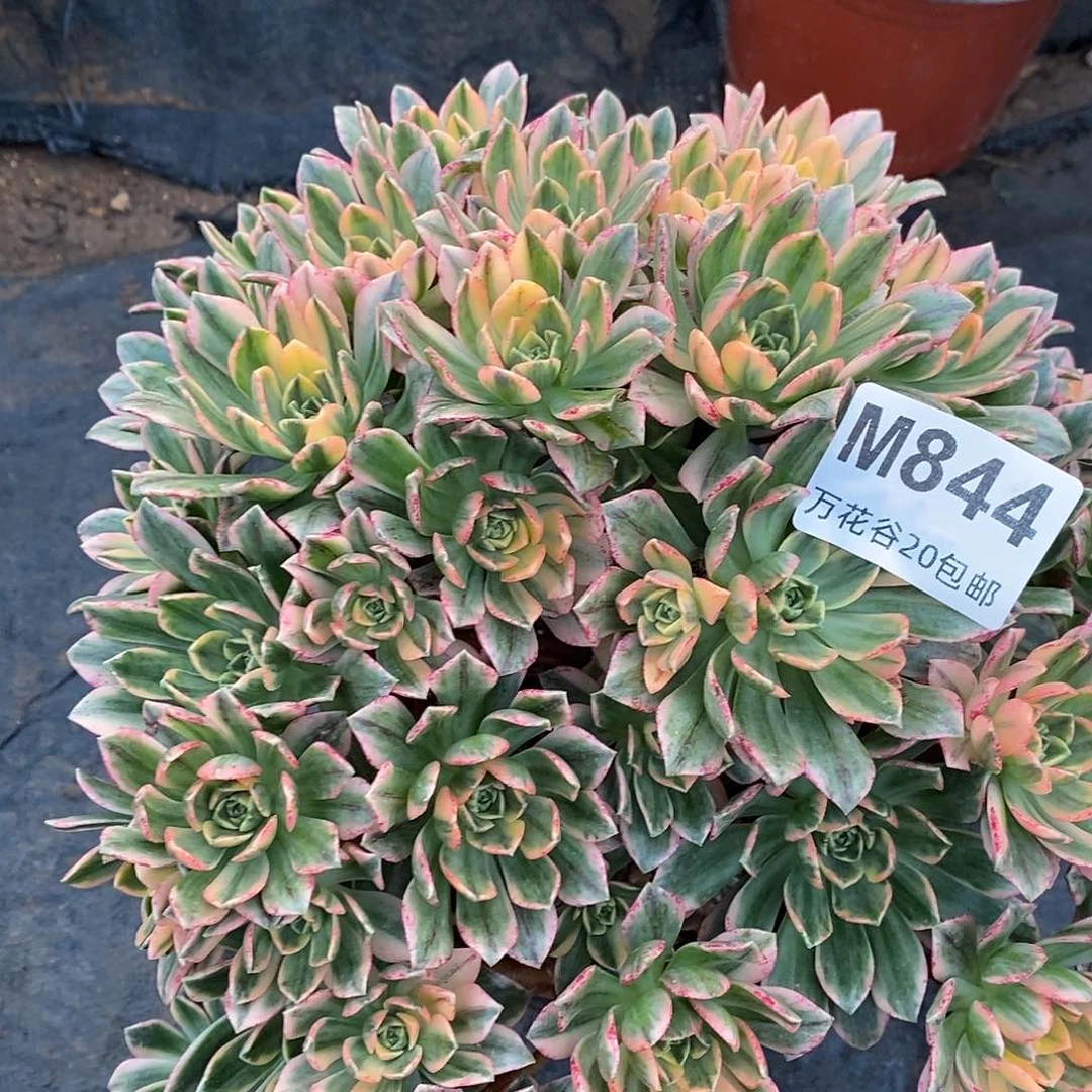 844甜茶多肉植物