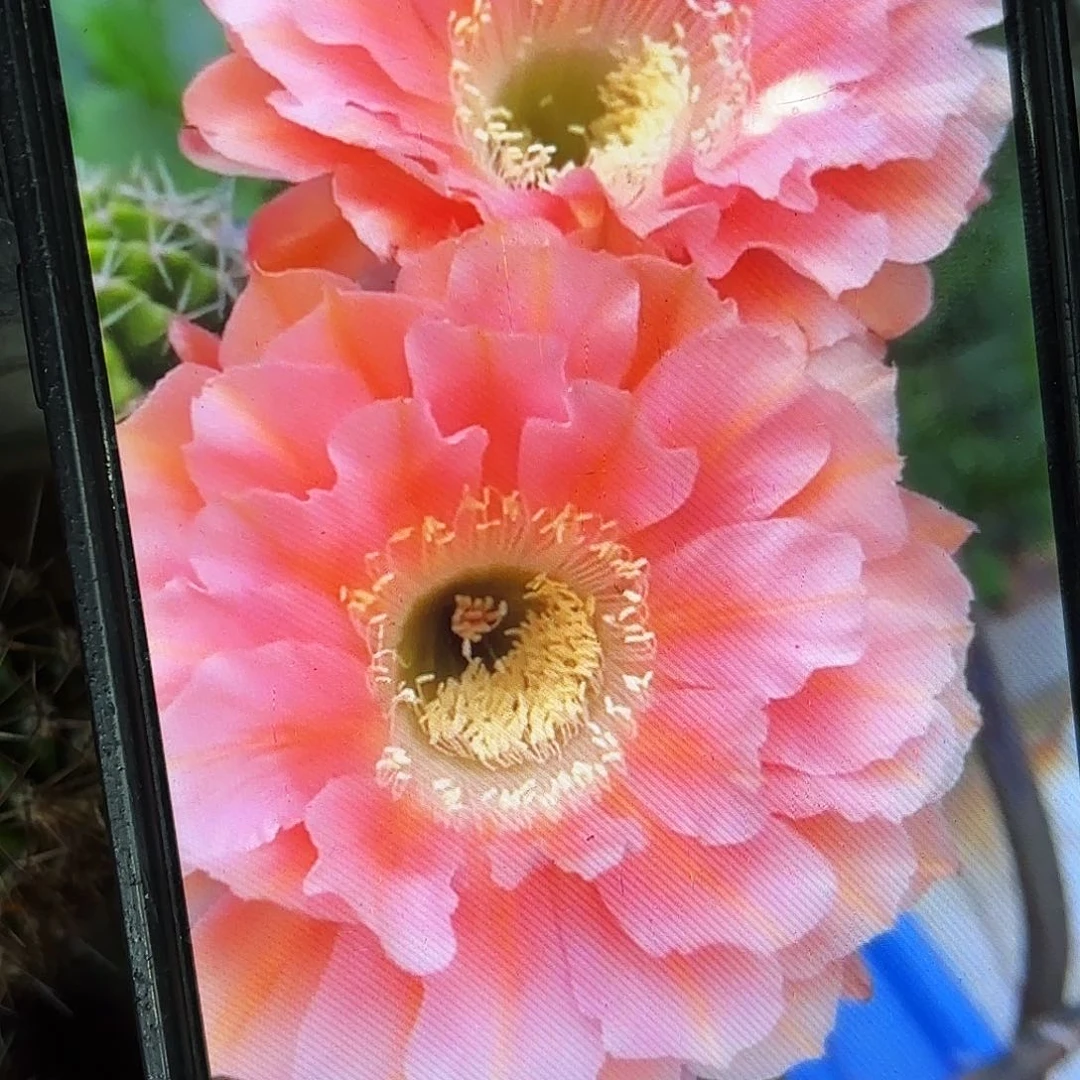 遐想彩侧牙20包邮仙人球12