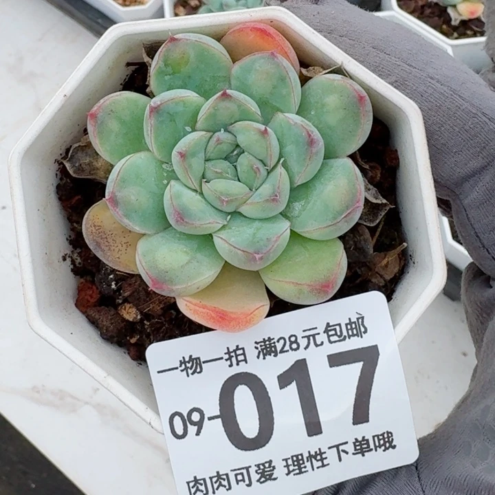 瘤影无盆土发货无盆土无盆土