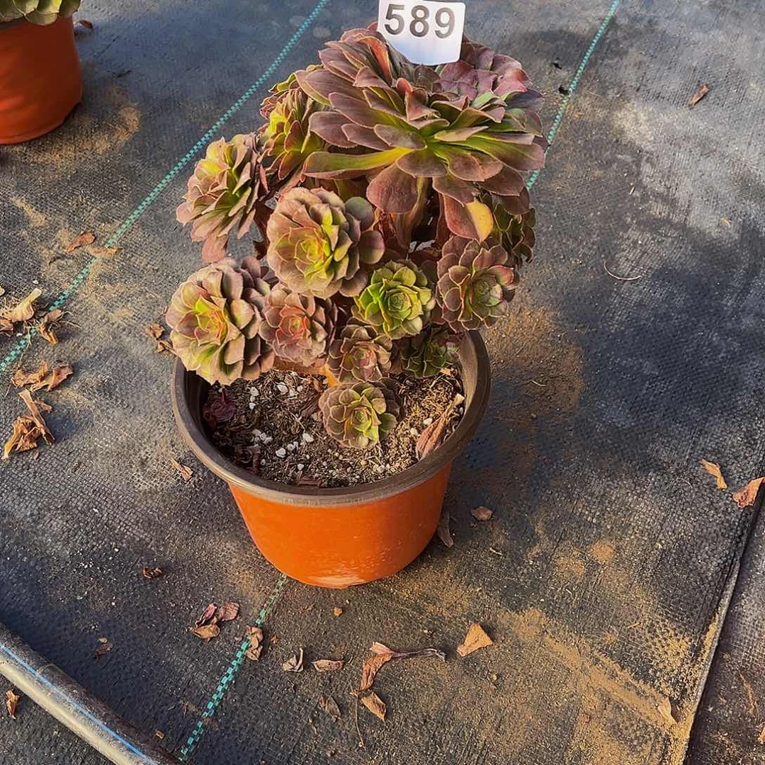 A****多肉植物一物一拍589