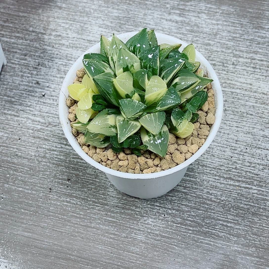 姬寿锦玉露一勿一拍