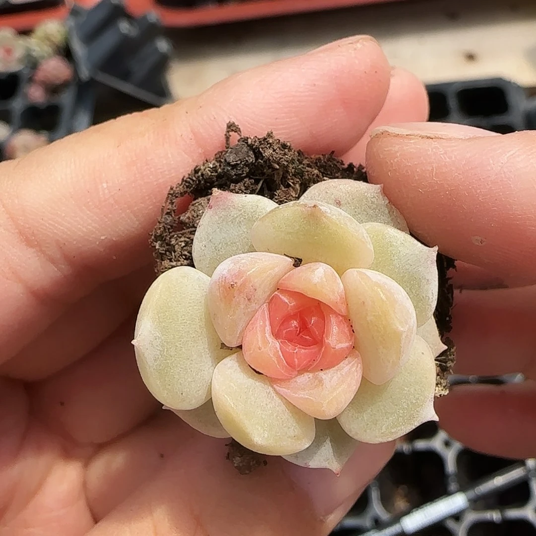 霓虹穴一个满25包邮