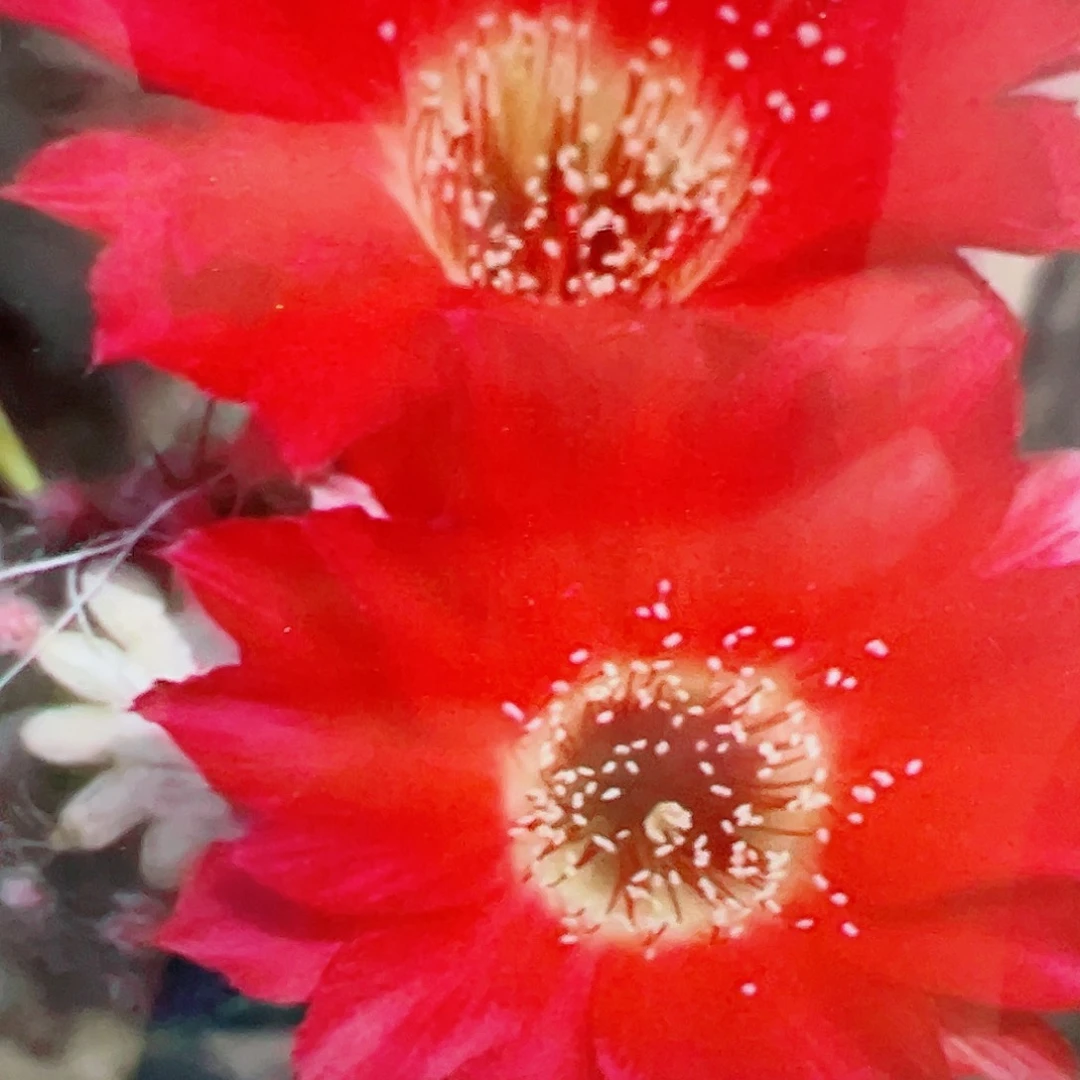 丽花 小红花 侧芽满20包邮