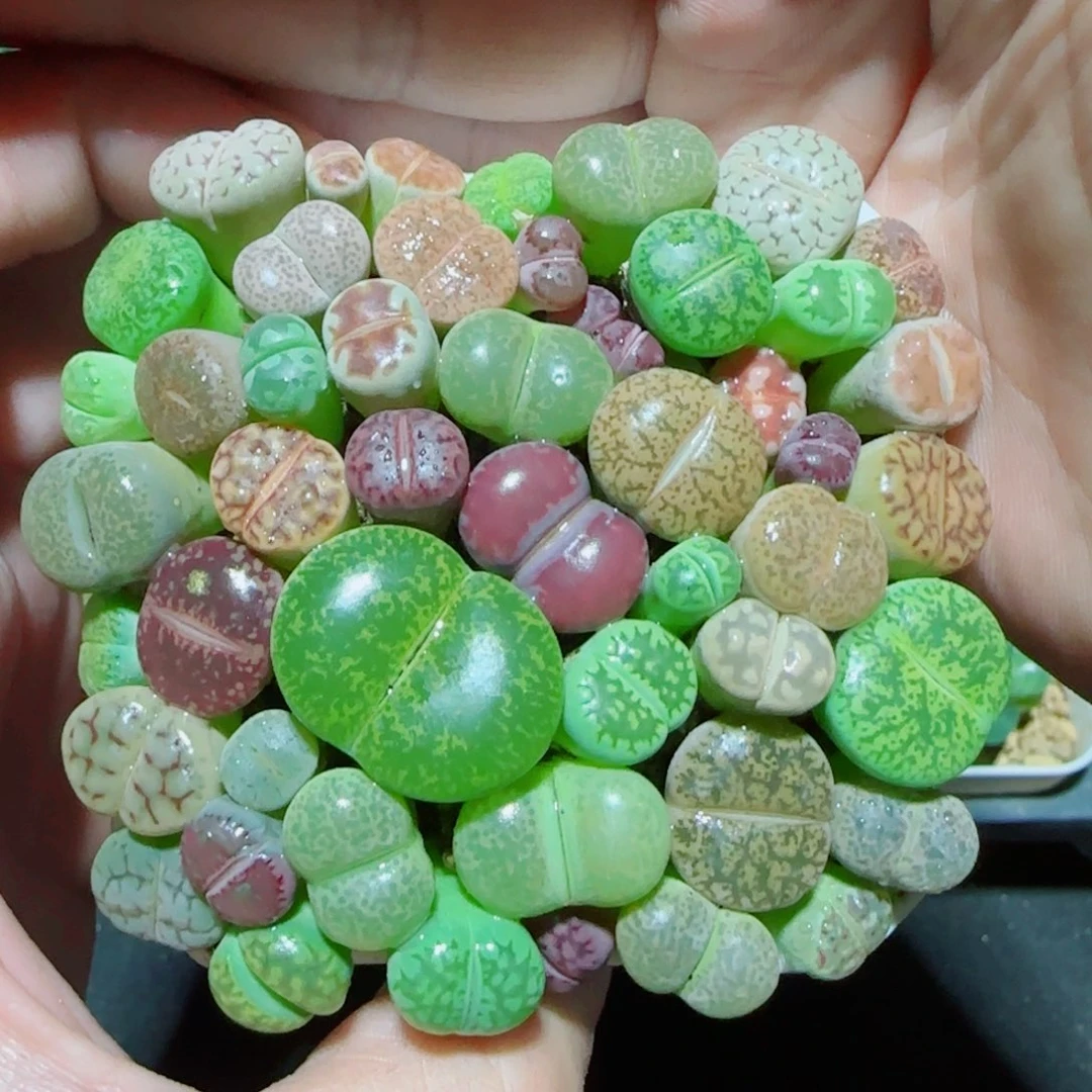 彩色生石花多肉