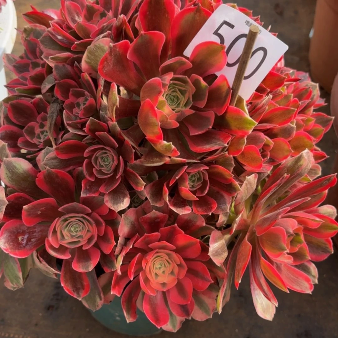 *****哈哈多肉葡萄福利来500