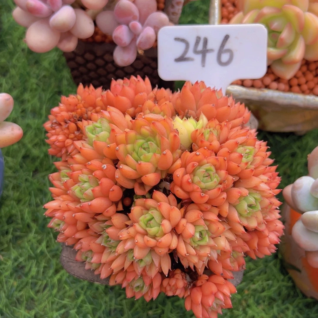 多肉植物的生长发育