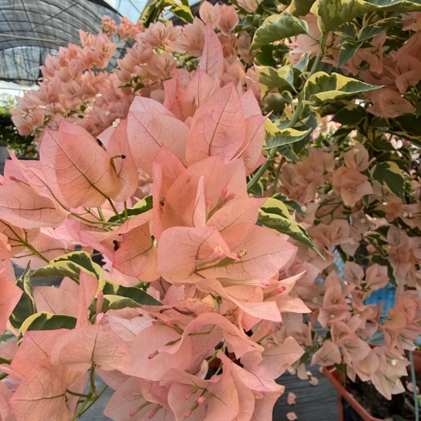 200-1000专拍老桩三角梅一物一拍链接三角梅勤花品种阳台庭院景观