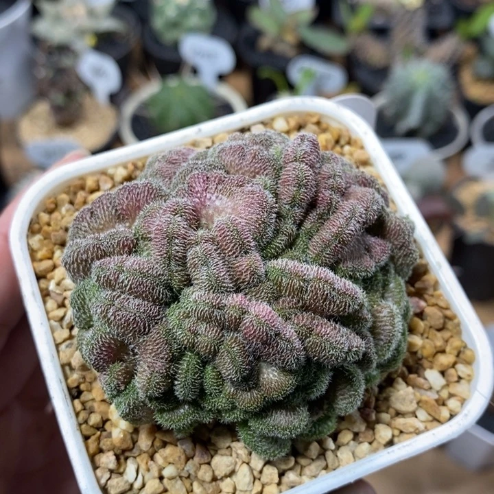 红檀缀化179号6.6cm