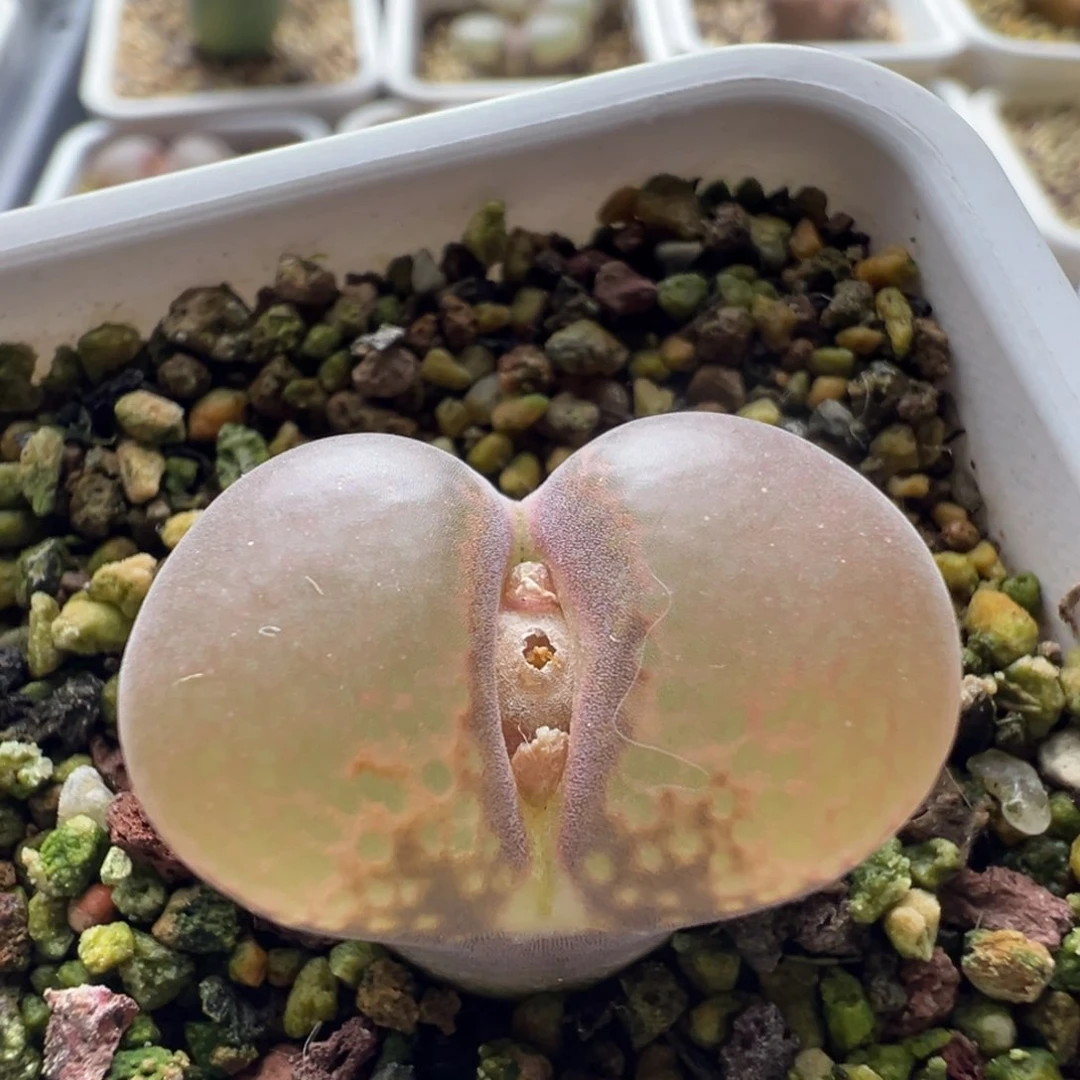 无花朵实生风铃玉22