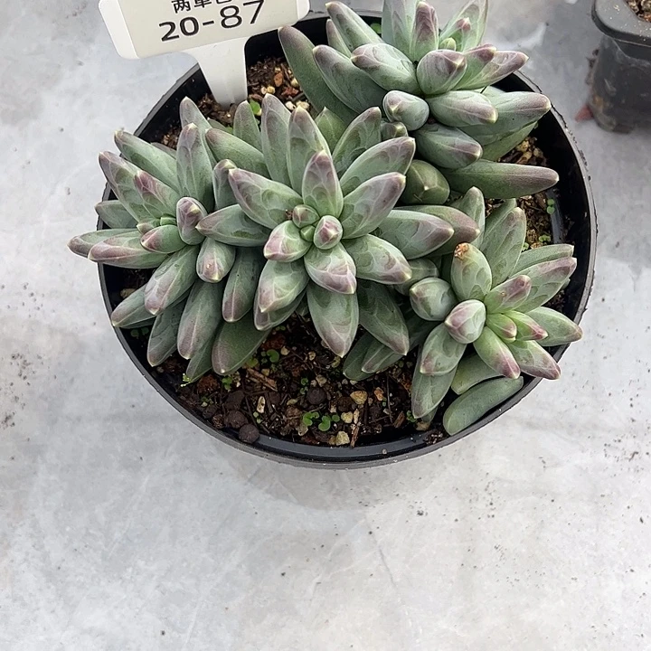 十****多肉植物组合盆栽羽87