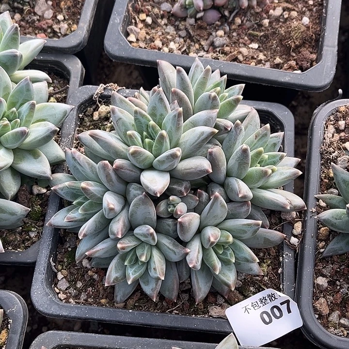 阿雅园艺。      007