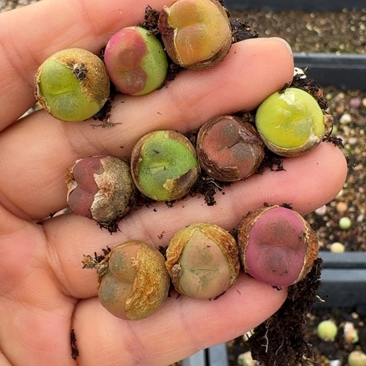 3492十颗毛汉尼开播福利98