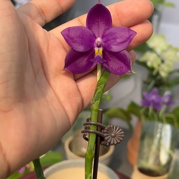 完全开放3寸杯双花剑蓝彩虹 蜡质油亮深紫 香