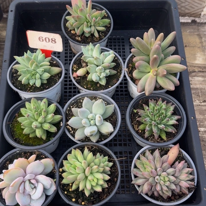 608多肉植物一物一拍