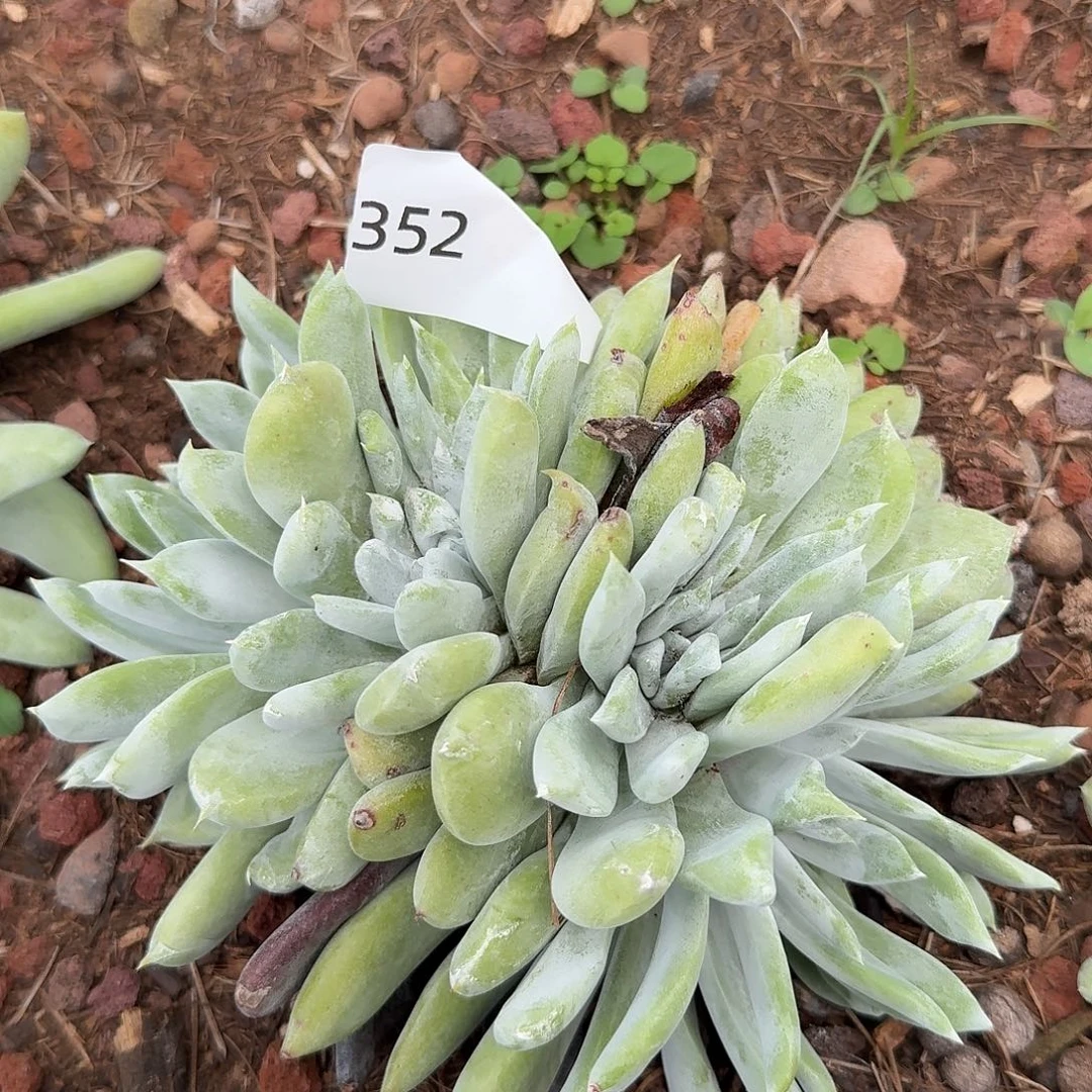 拇指拇指法瑞拇指法瑞352