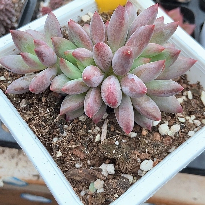 多肉植物金鱼姬群923