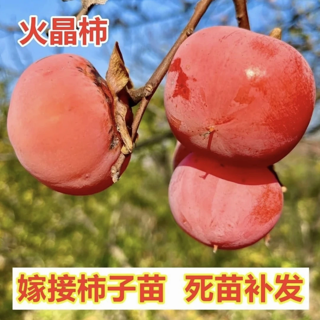 a正宗火晶柿子树苗嫁接柿子苗水晶软柿子全国种植当年结果