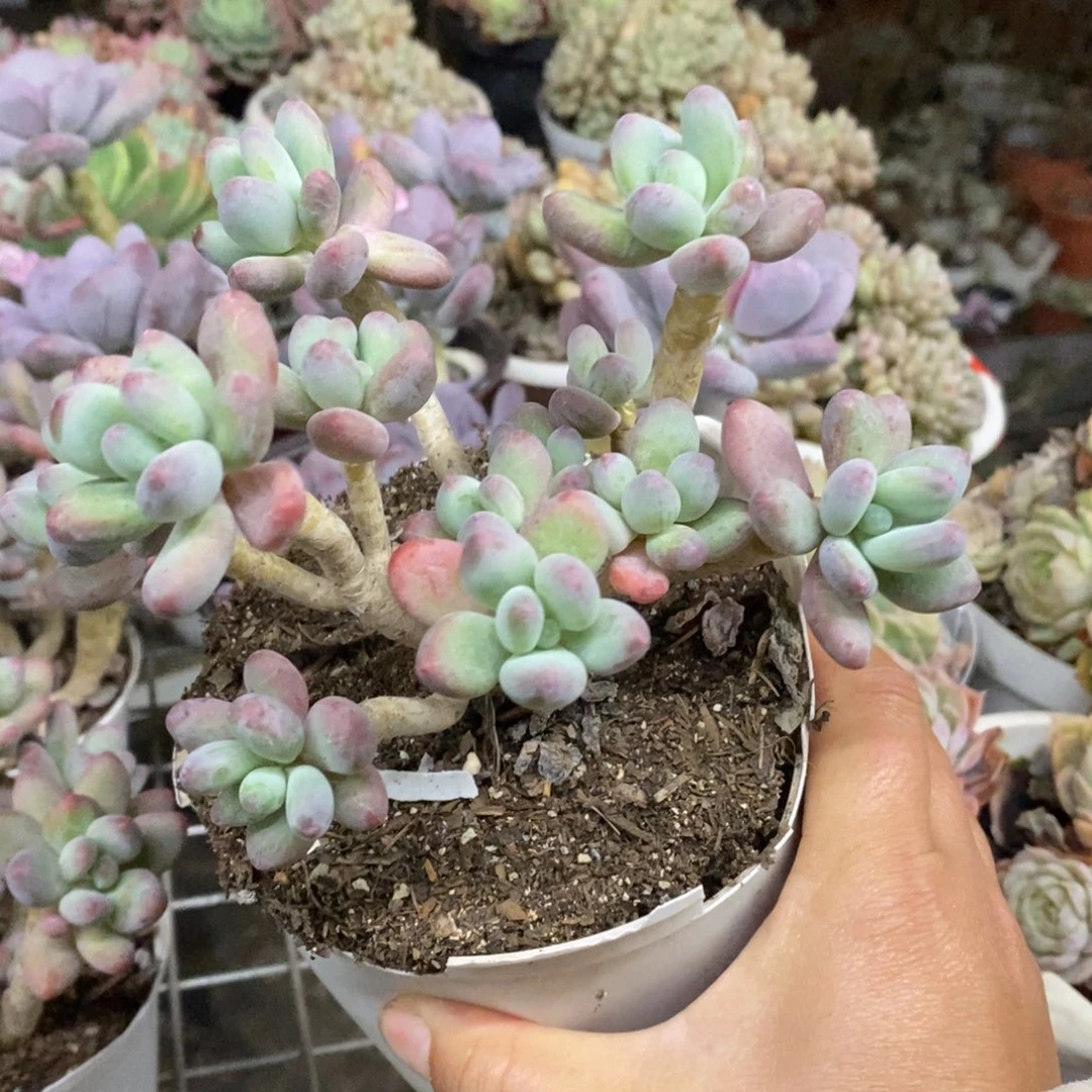 苹果奶整桩整群，160杯