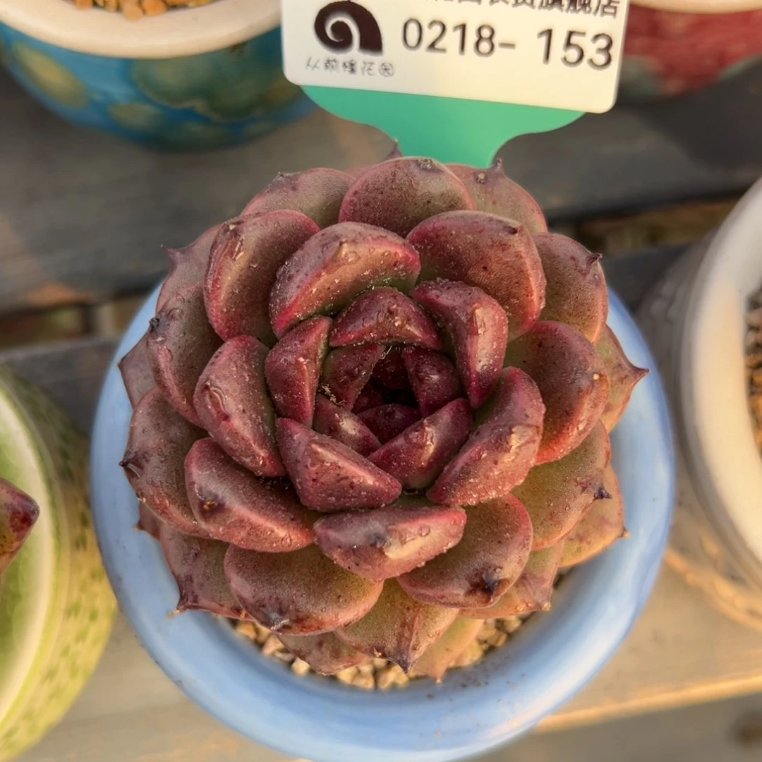 多肉一物一拍0218-153